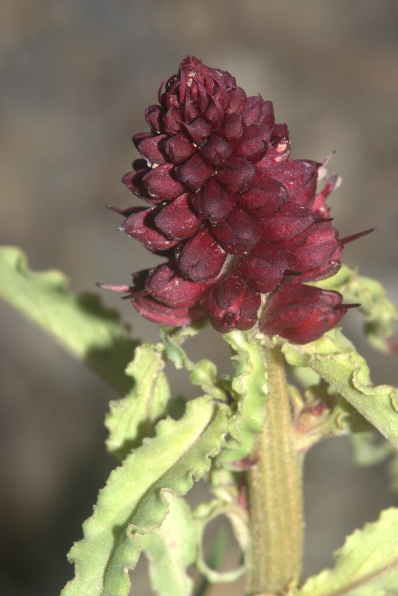 Lysimachia atropurpurea photo 2