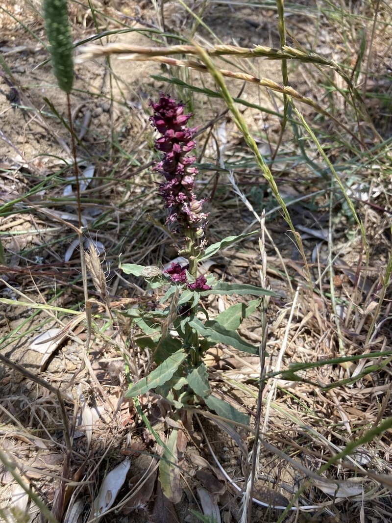 Lysimachia atropurpurea photo 3