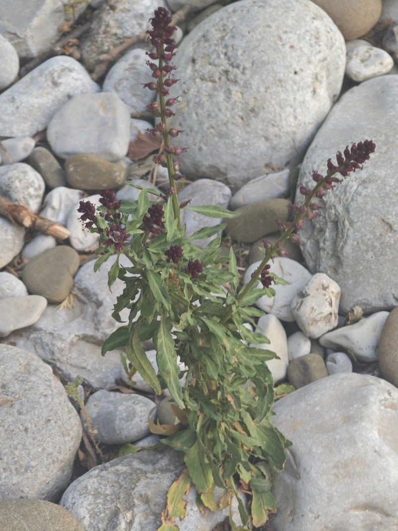 Lysimachia atropurpurea photo 4