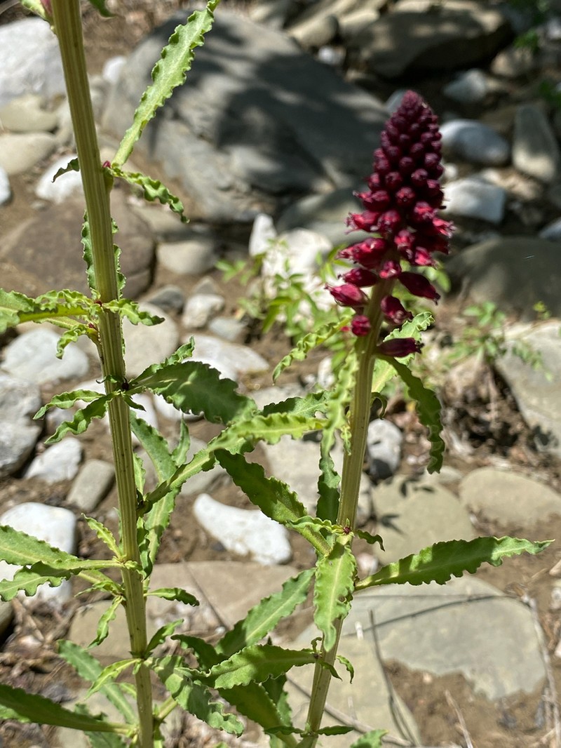 Lysimachia atropurpurea photo 5