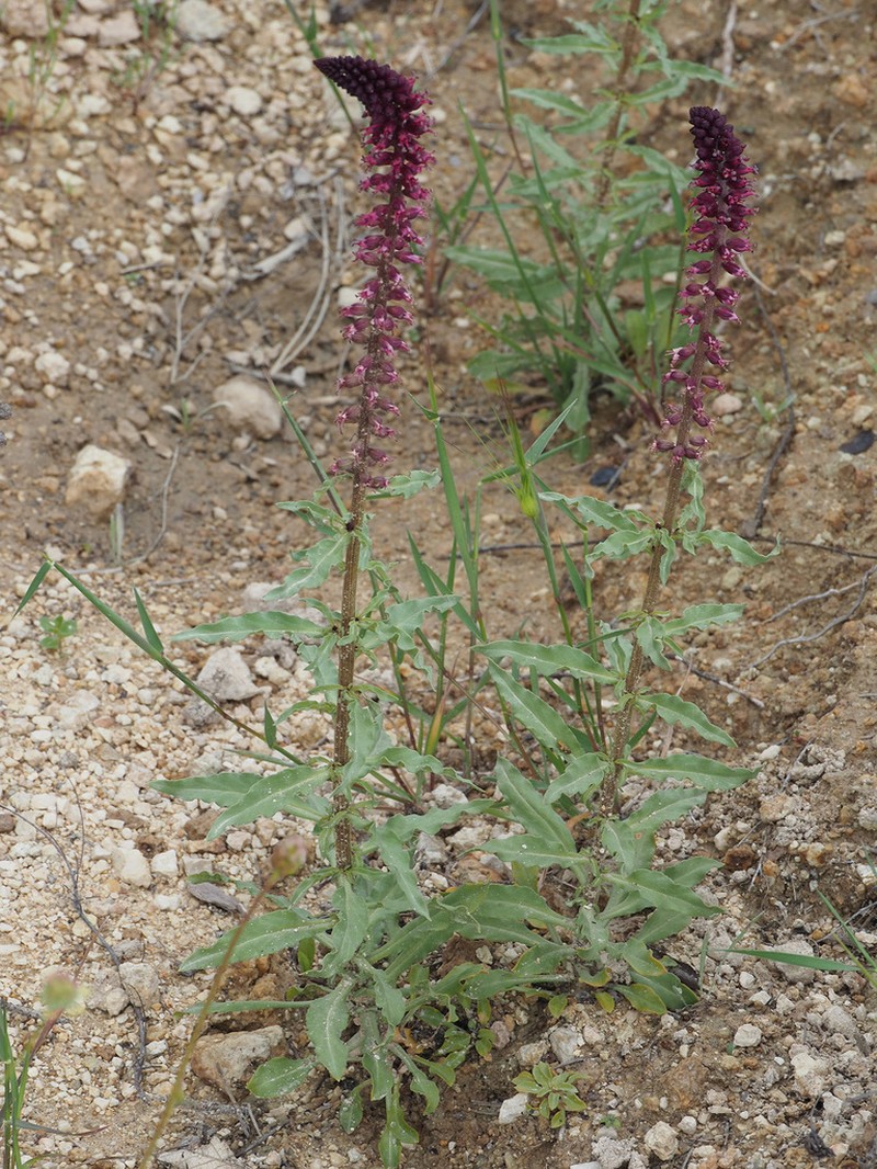 Lysimachia atropurpurea photo 6