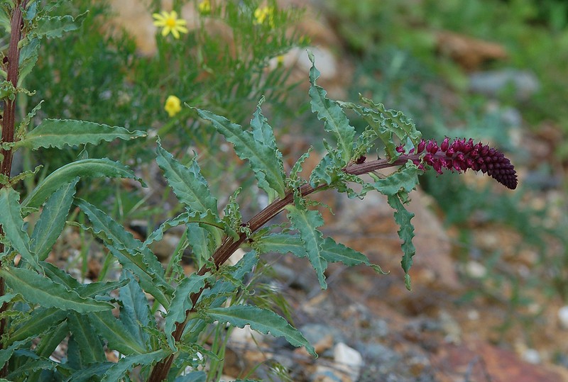 Lysimachia atropurpurea photo 7