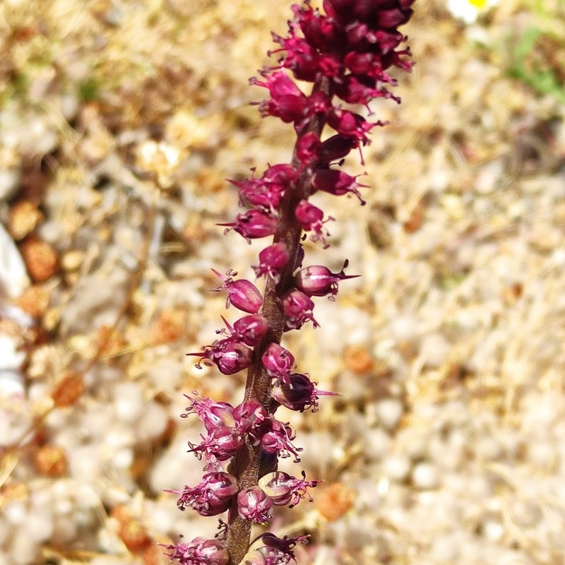 Lysimachia atropurpurea photo 8