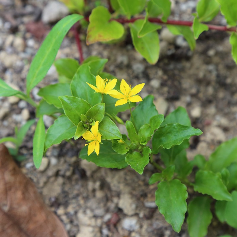 Lysimachia azorica