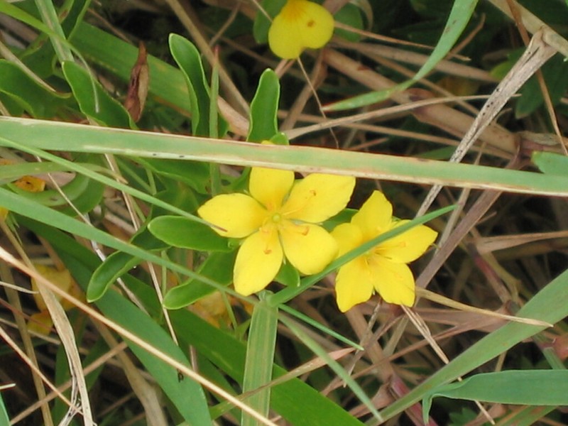 Lysimachia azorica photo 2
