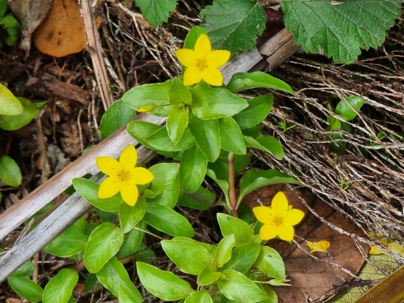 Lysimachia azorica photo 3