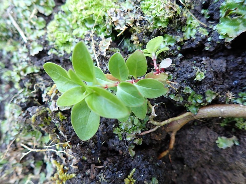 Lysimachia azorica photo 4