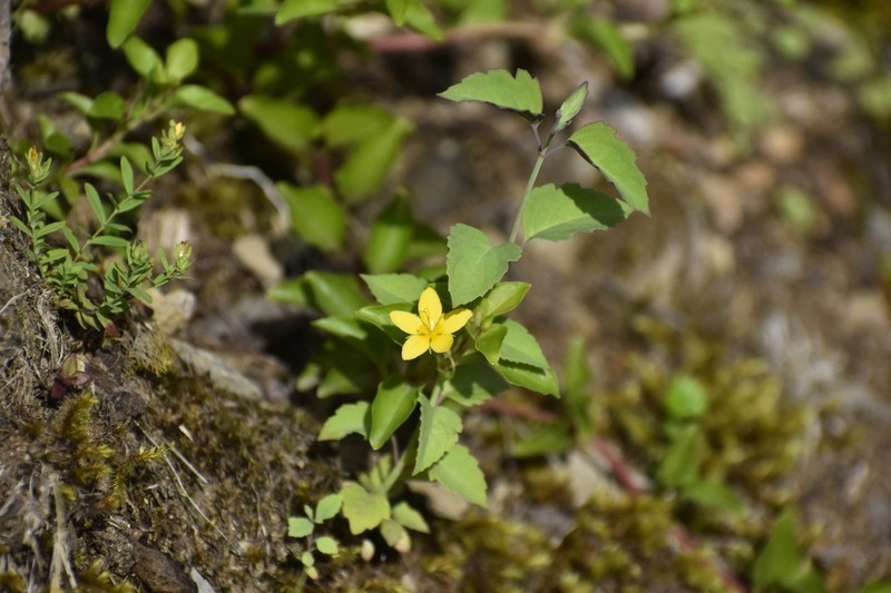 Lysimachia azorica photo 5