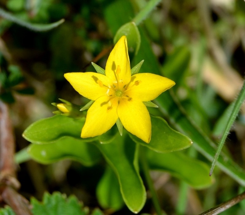 Lysimachia azorica photo 6