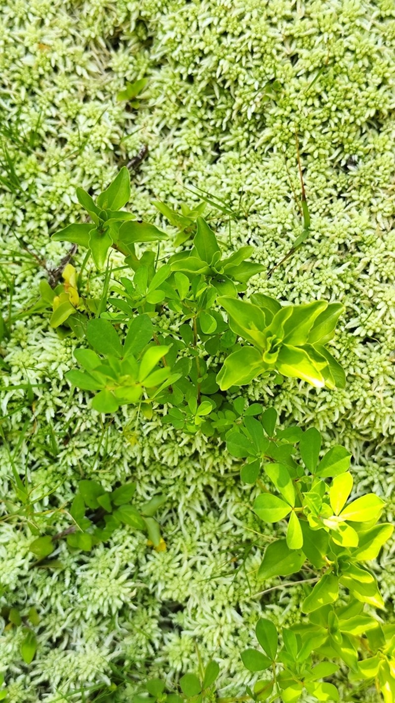 Lysimachia azorica photo 7