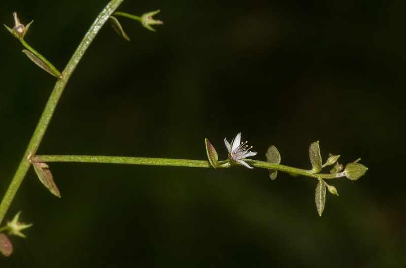 Lysimachia barbata