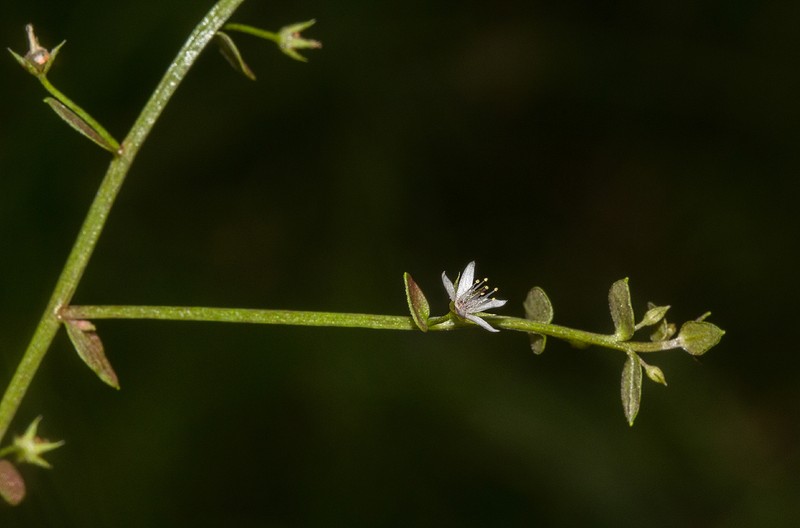Lysimachia barbata photo 2