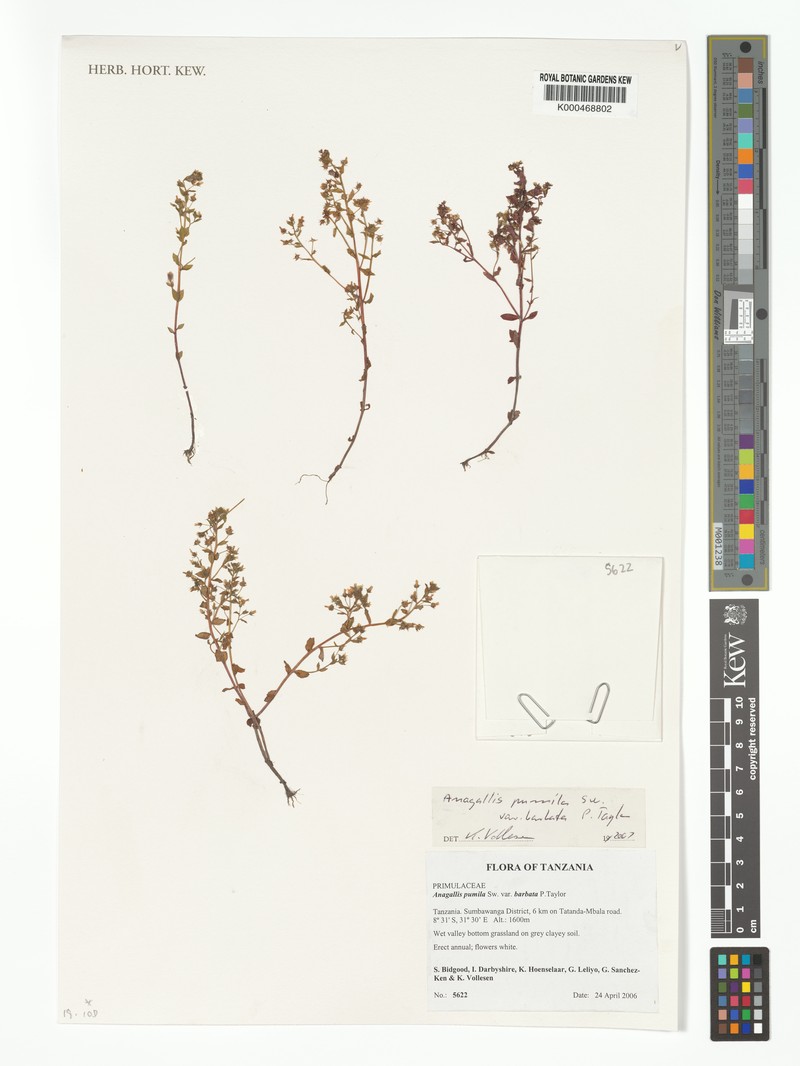 Lysimachia barbata photo 3