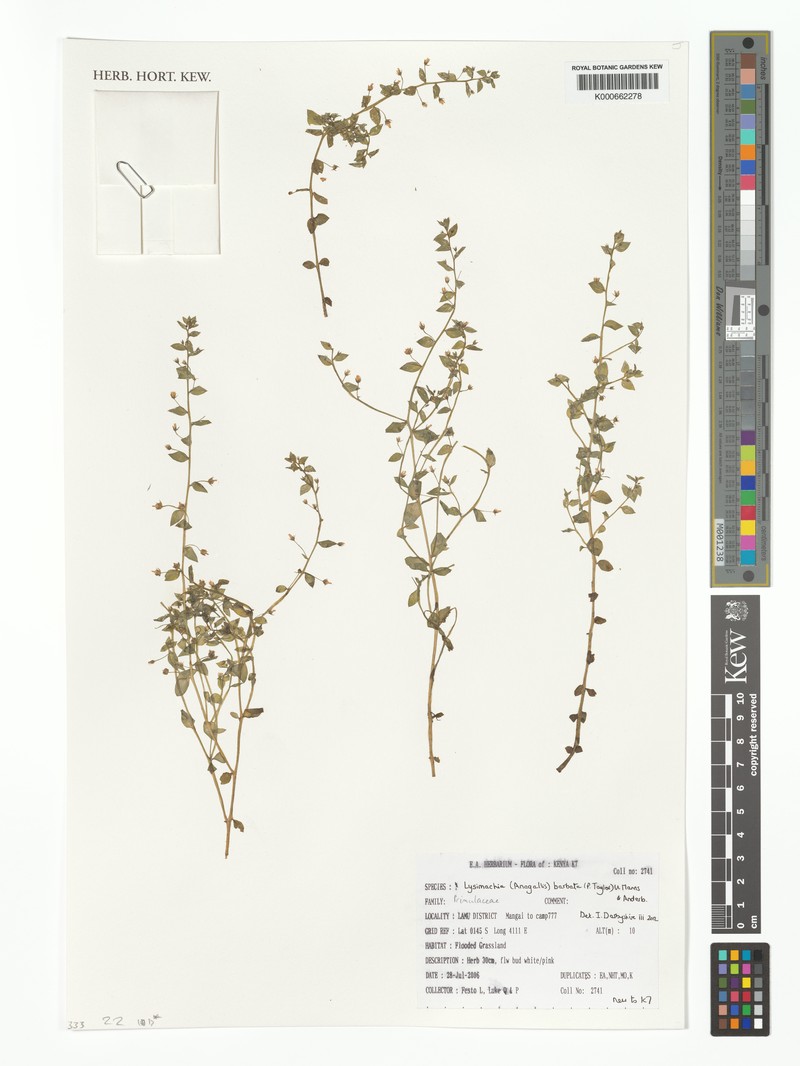 Lysimachia barbata photo 4