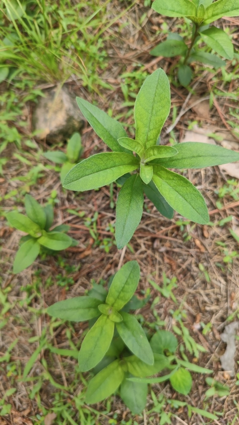 Manchurian Yellow Loosestrife photo 2
