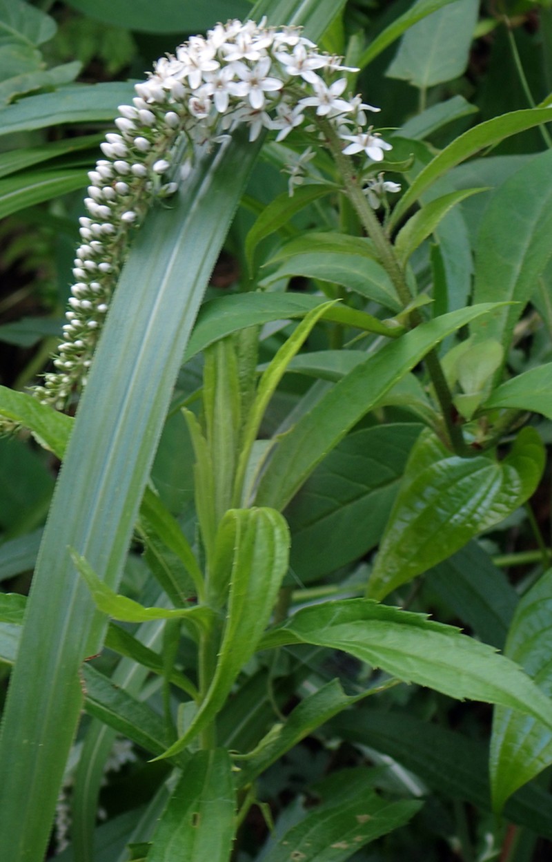 Manchurian Yellow Loosestrife photo 3