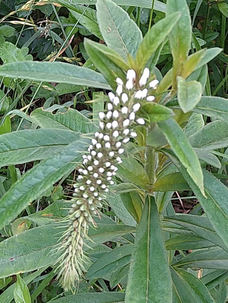 Manchurian Yellow Loosestrife photo 4