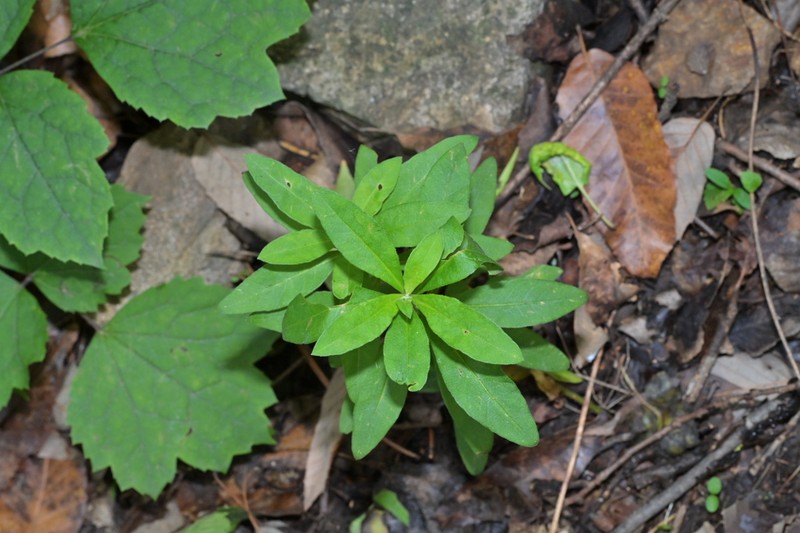 Manchurian Yellow Loosestrife photo 5