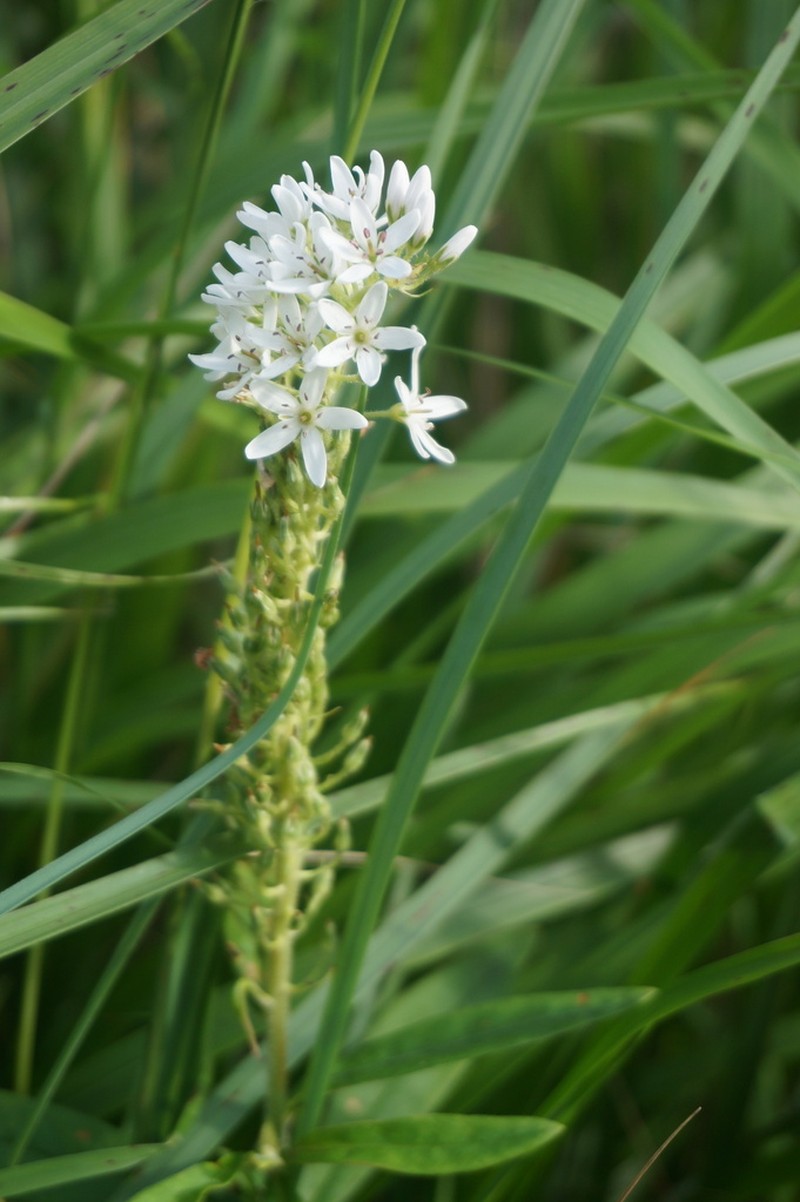 Manchurian Yellow Loosestrife photo 6