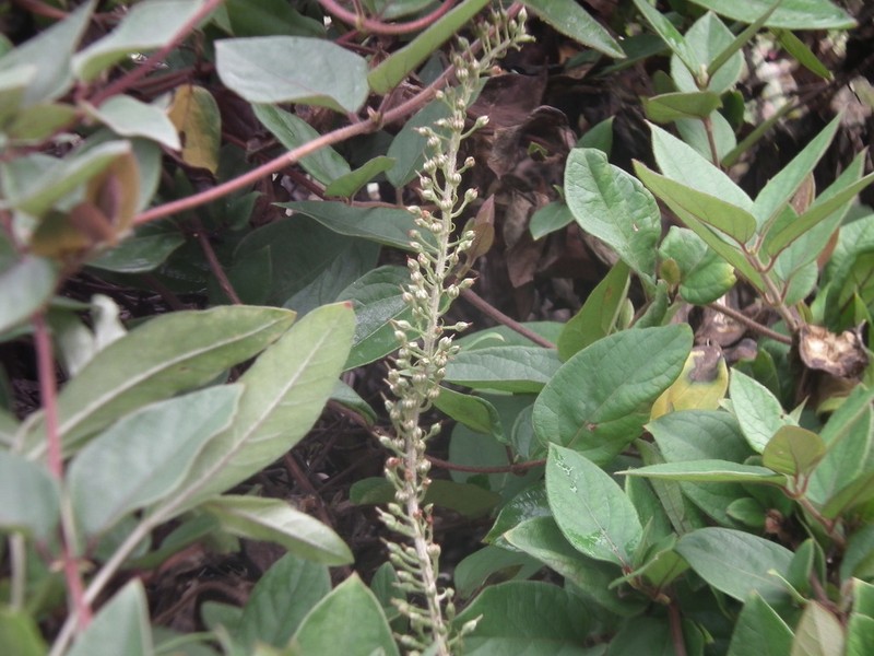 Manchurian Yellow Loosestrife photo 7