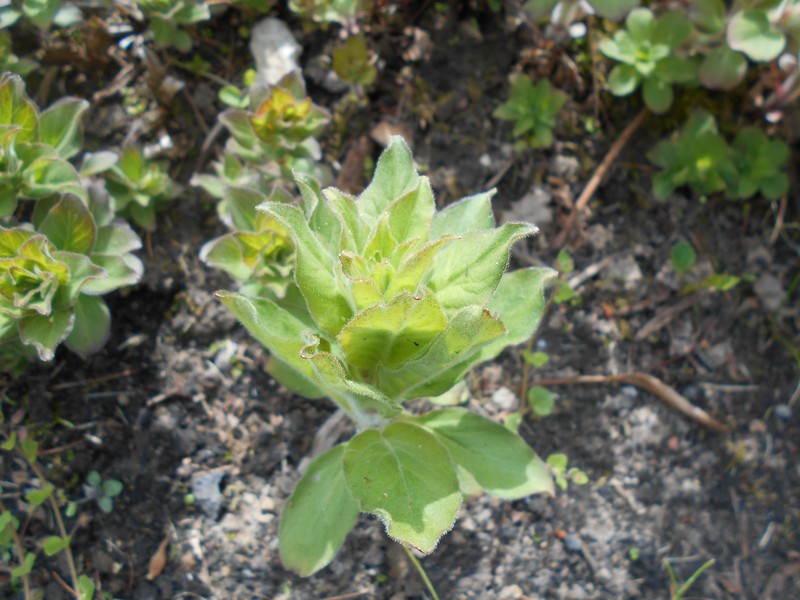 Manchurian Yellow Loosestrife photo 5