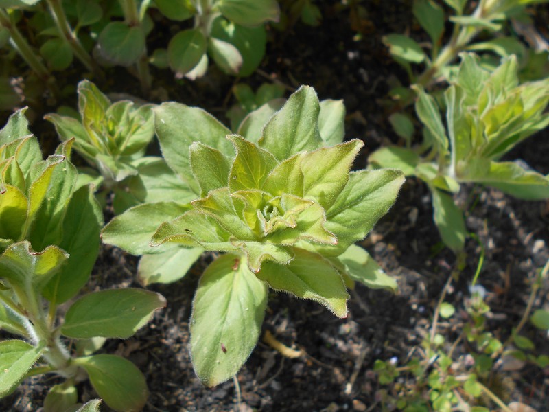 Manchurian Yellow Loosestrife photo 6