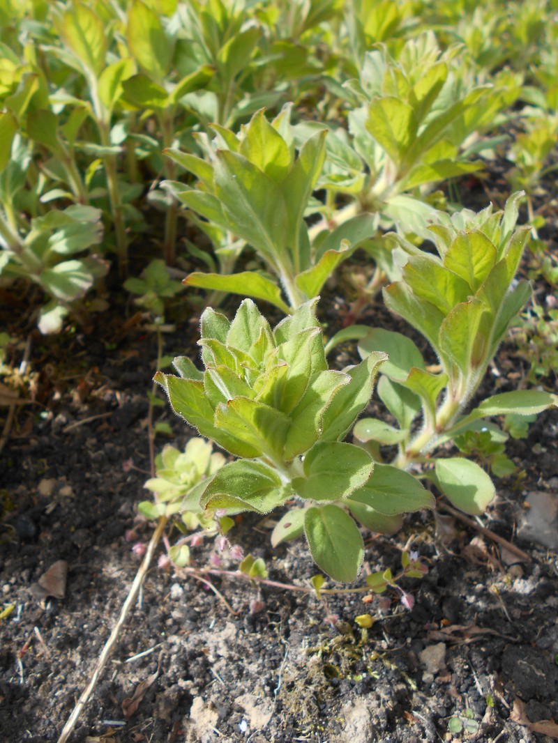 Manchurian Yellow Loosestrife photo 2