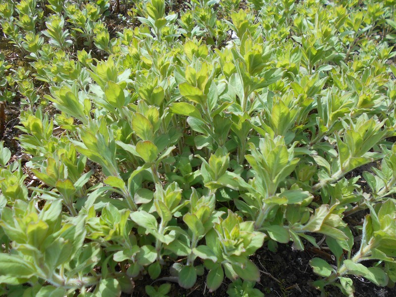 Manchurian Yellow Loosestrife photo 3