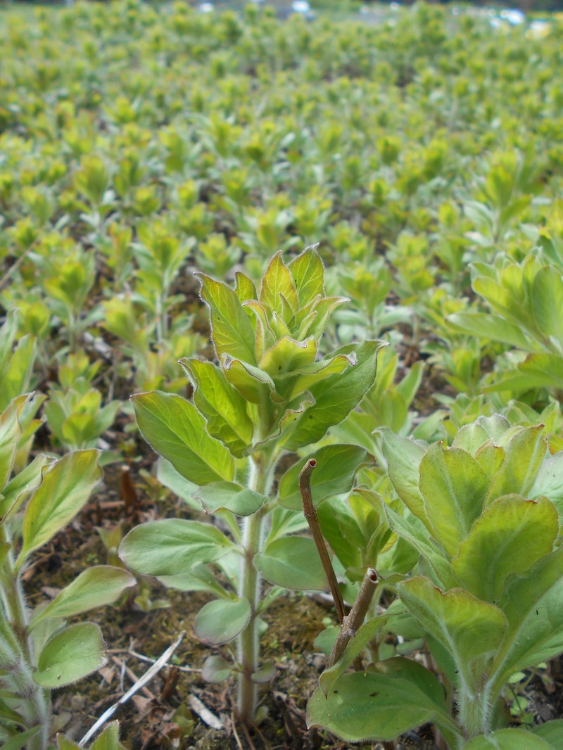 Manchurian Yellow Loosestrife photo 4