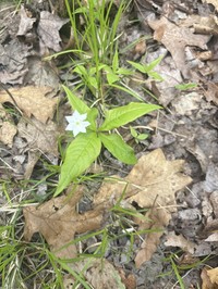 Starflower