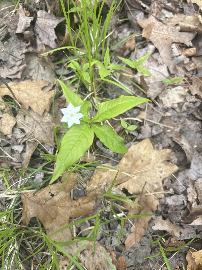 Starflower