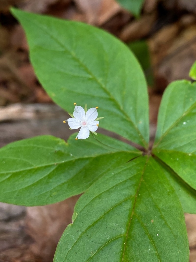 Starflower photo 2