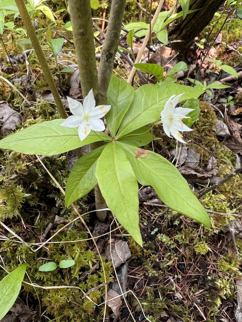 Starflower photo 3