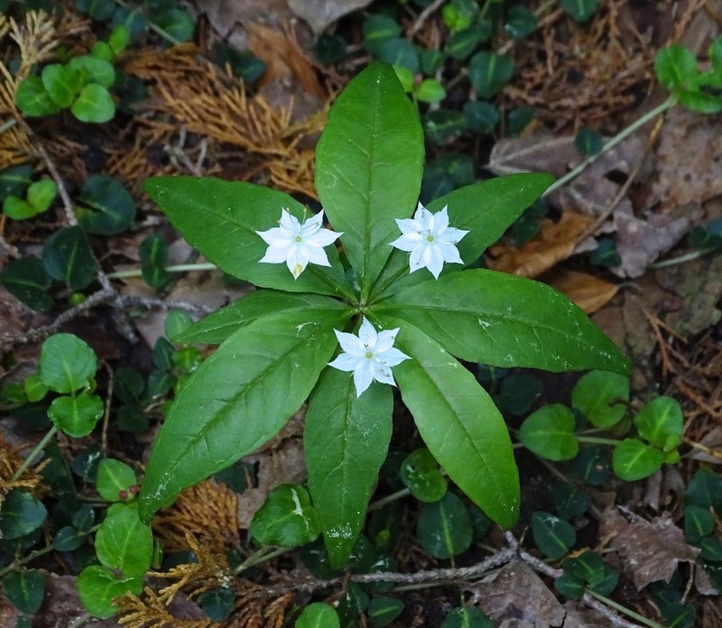 Starflower photo 4