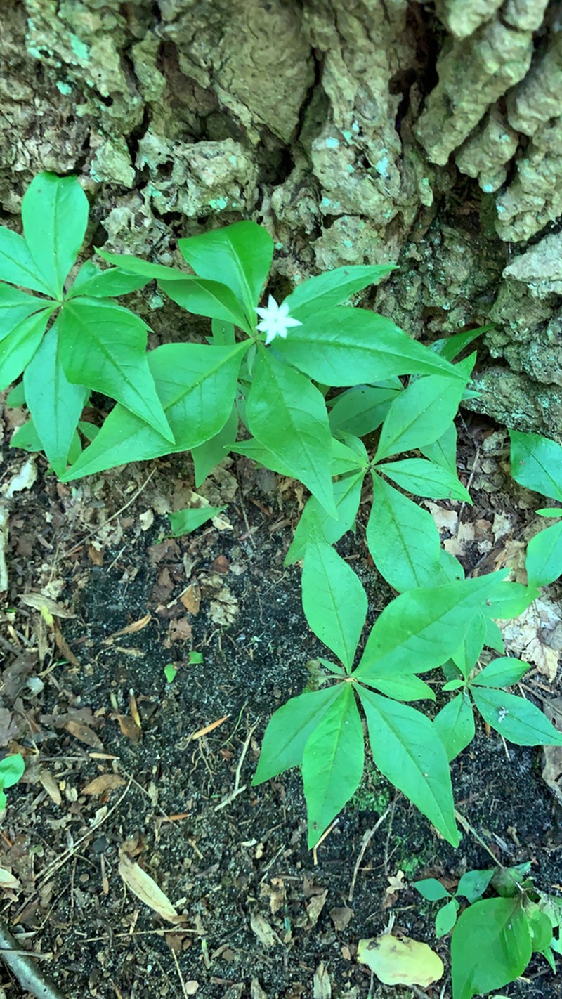 Starflower photo 5