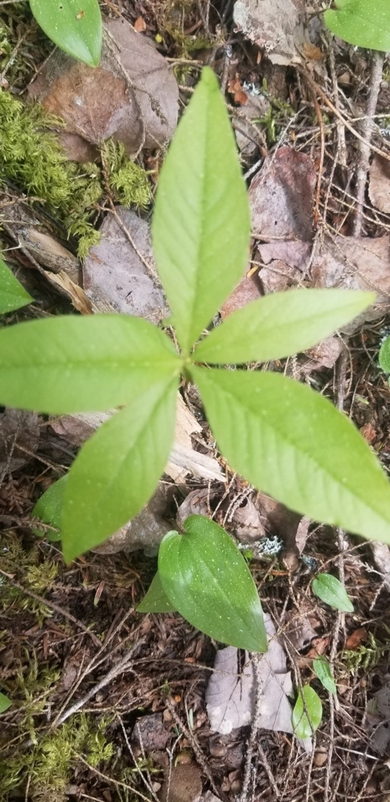 Starflower photo 6