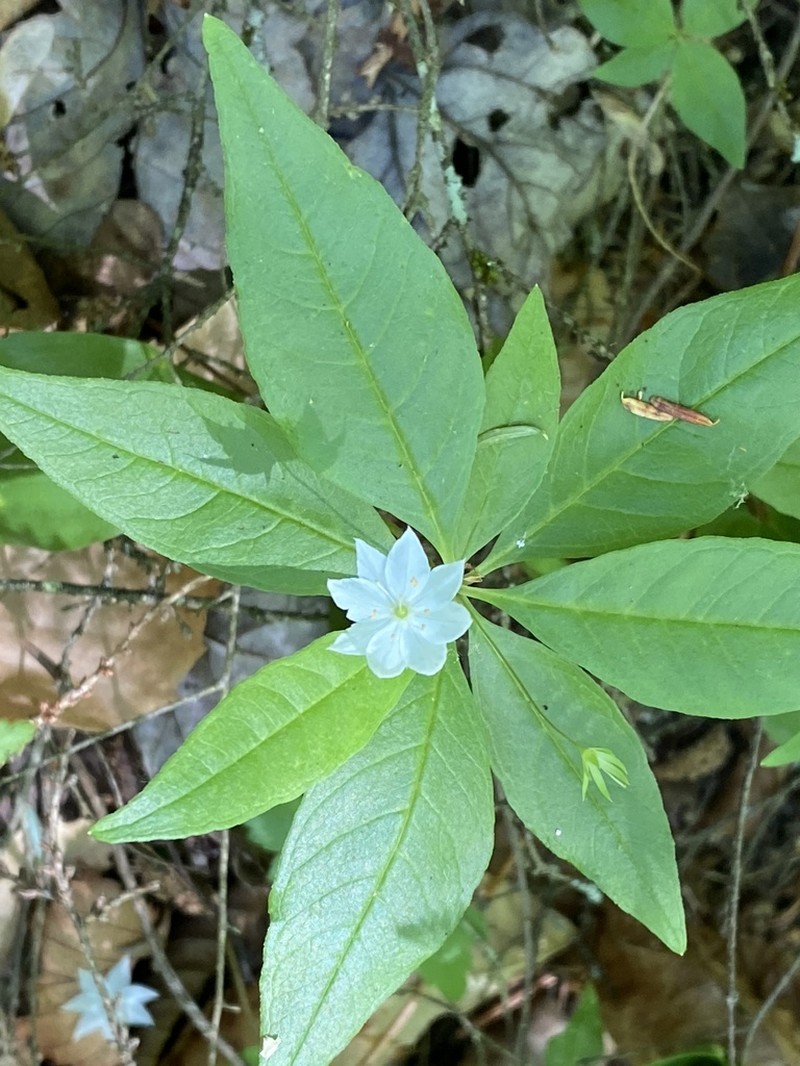 Starflower photo 7