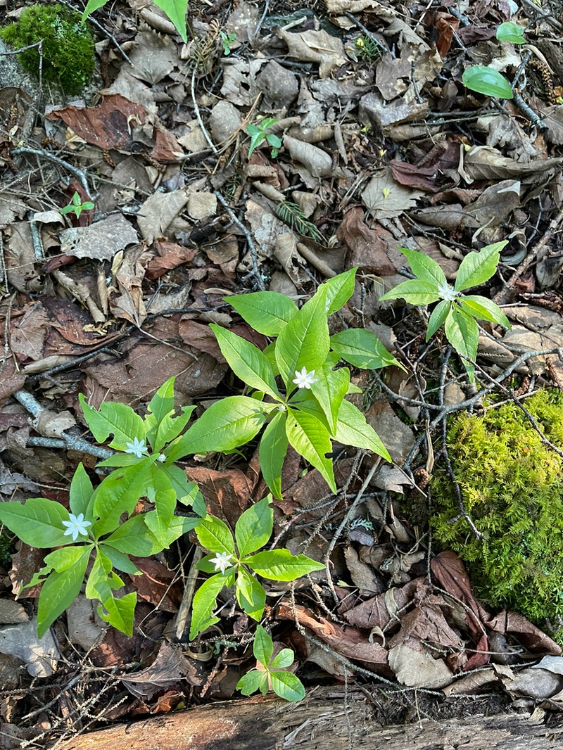 Starflower photo 8