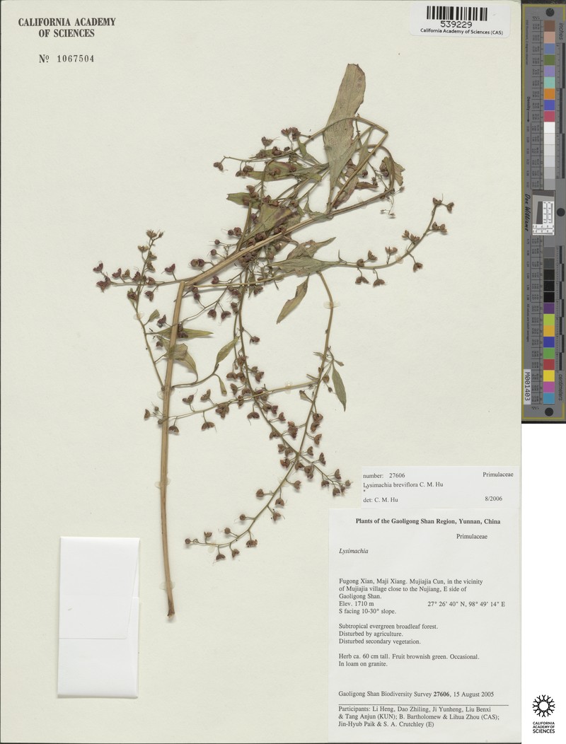 Lysimachia breviflora