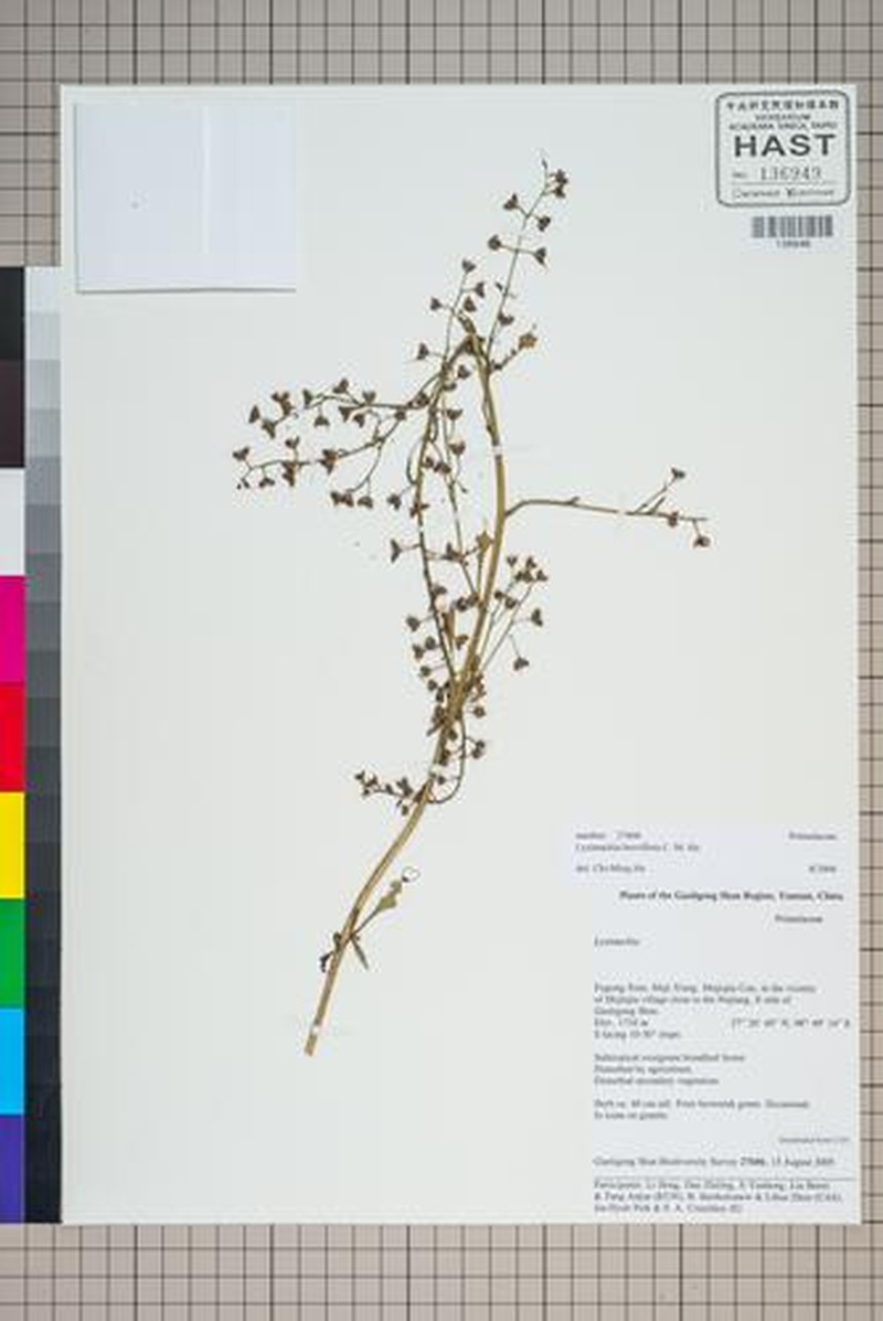 Lysimachia breviflora photo 2