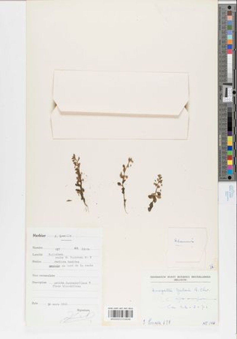 Lysimachia brevipes