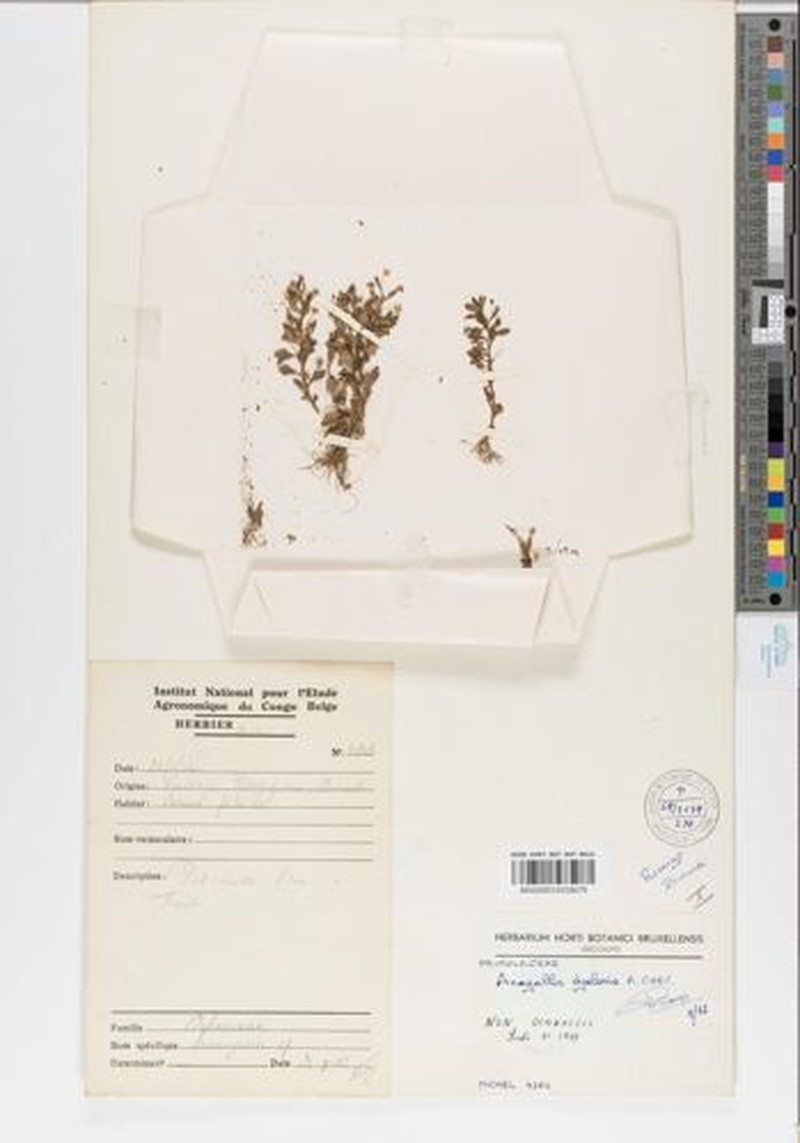 Lysimachia brevipes photo 4