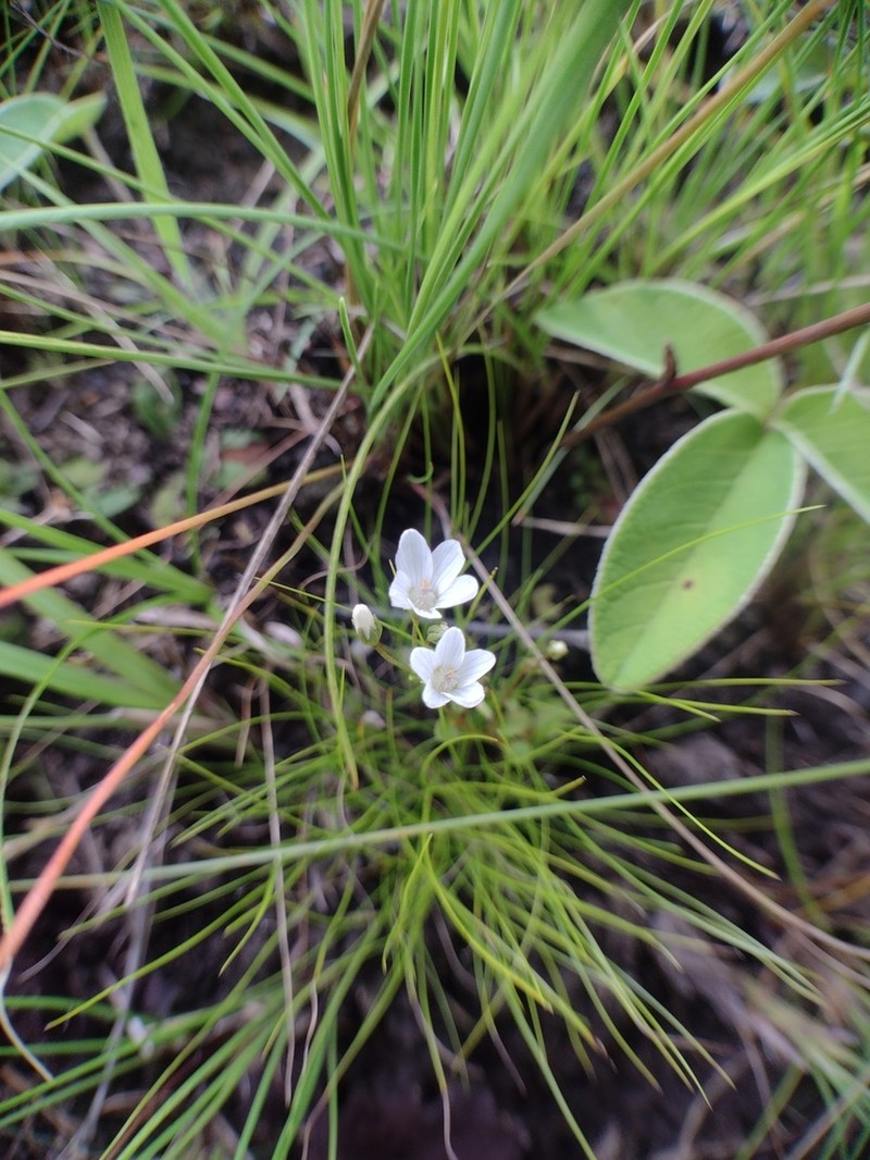 Lysimachia campestris photo 2