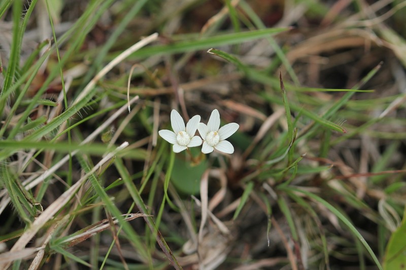 Lysimachia campestris photo 3