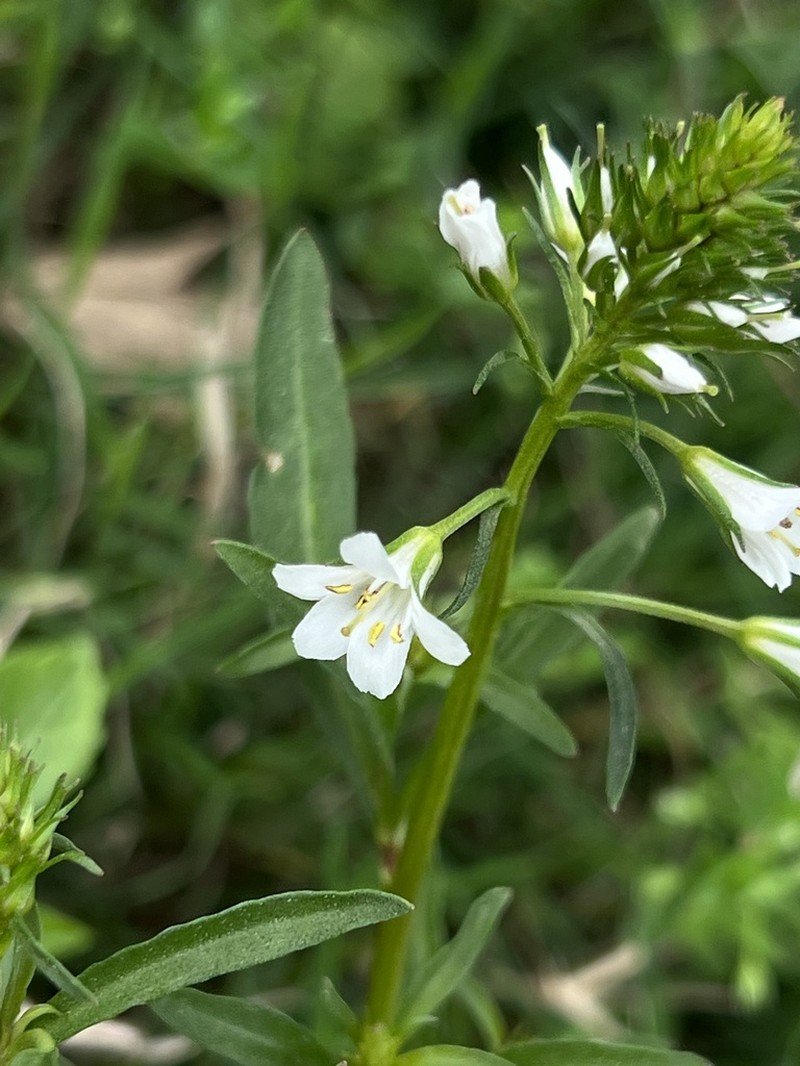 Lysimachia candida photo 2