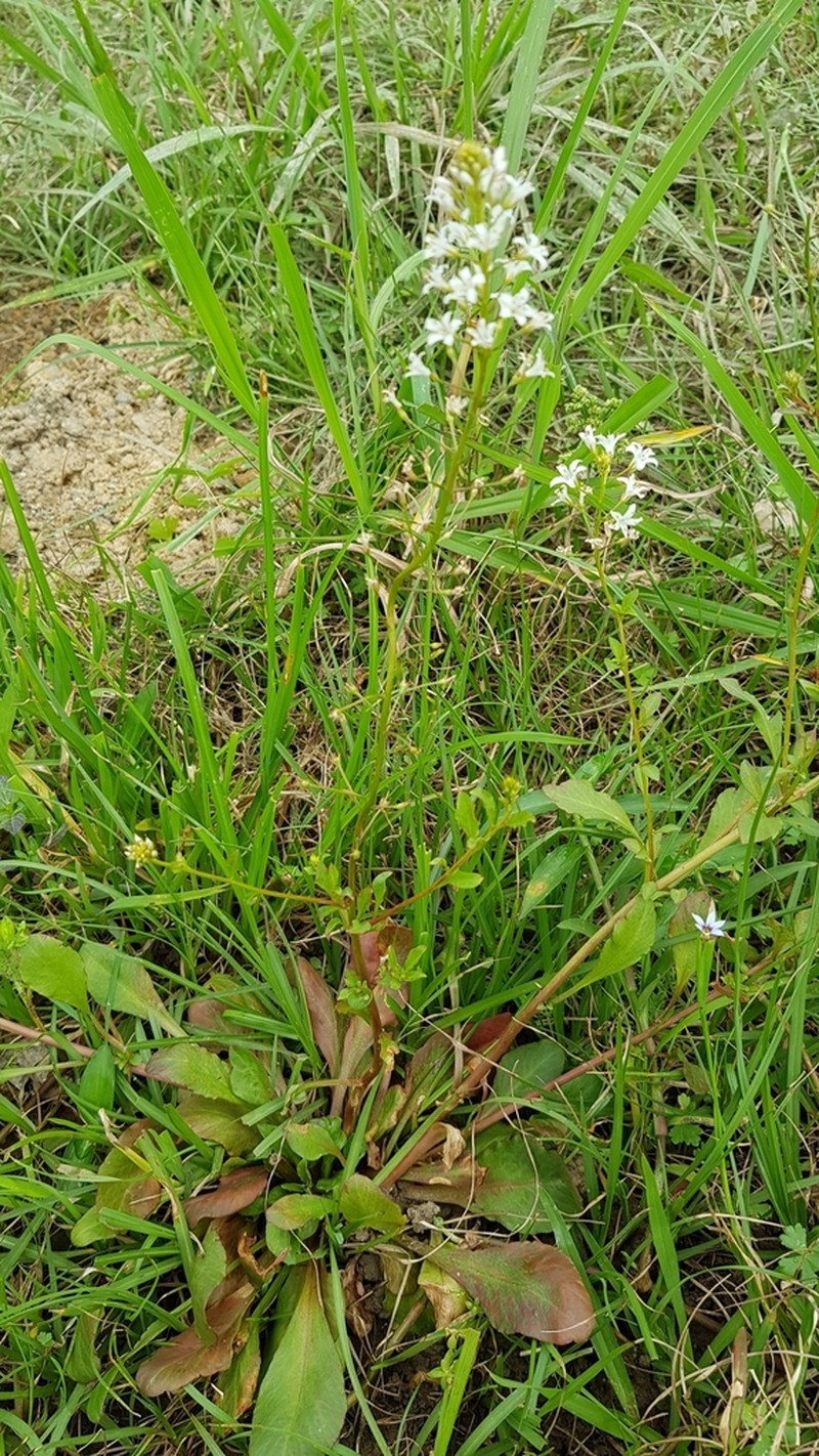 Lysimachia candida photo 3