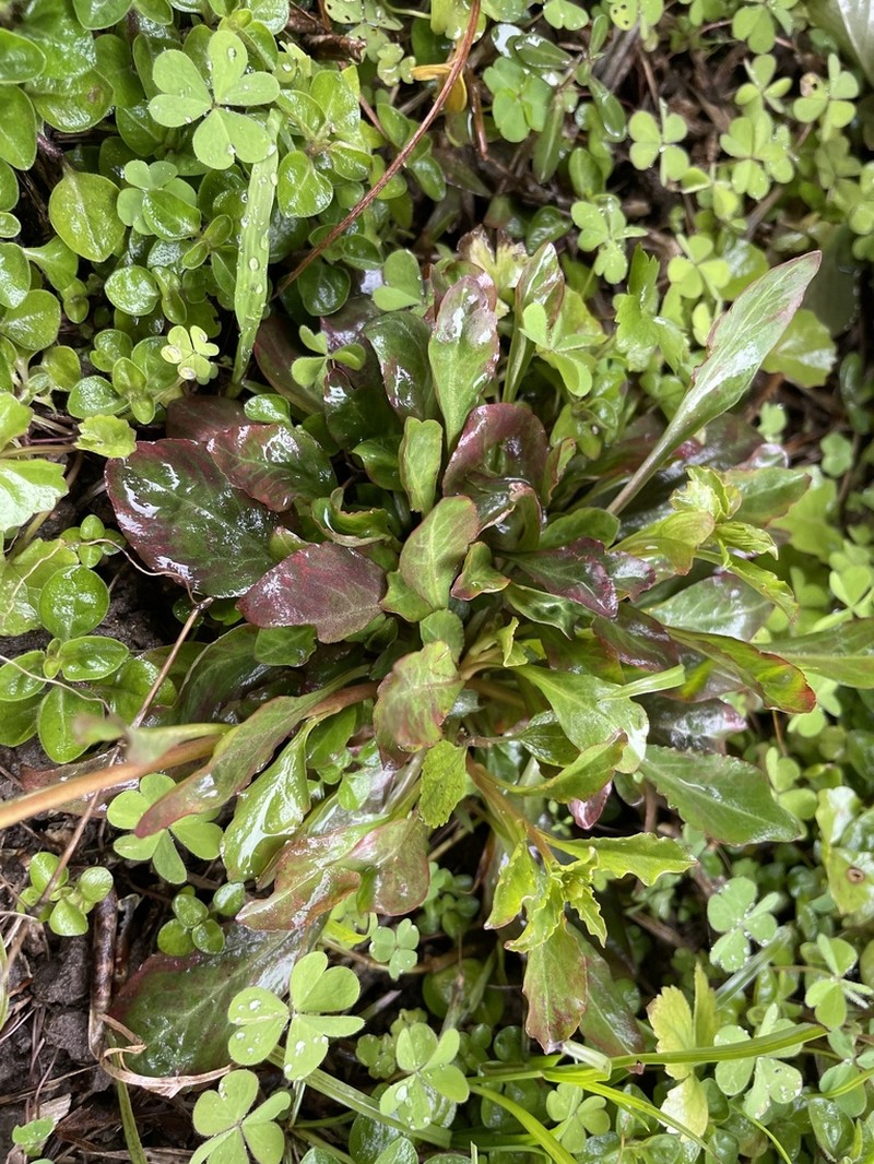Lysimachia candida photo 4