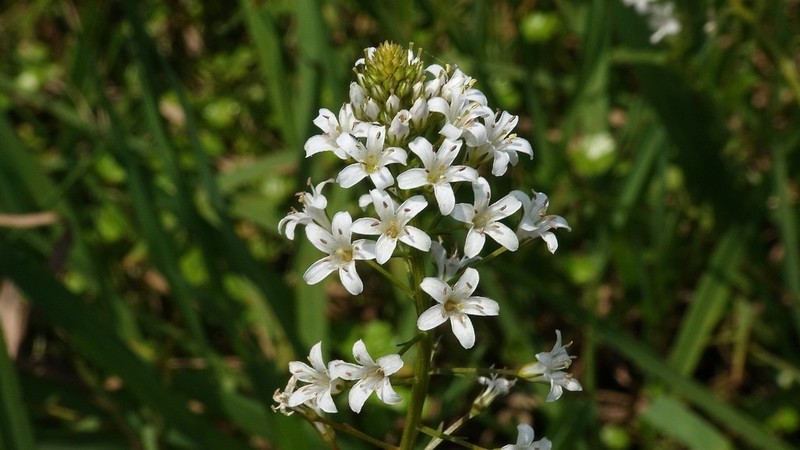 Lysimachia candida photo 5