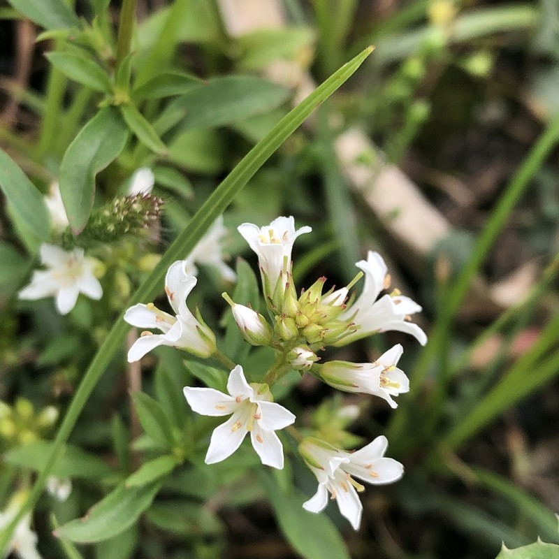 Lysimachia candida photo 6