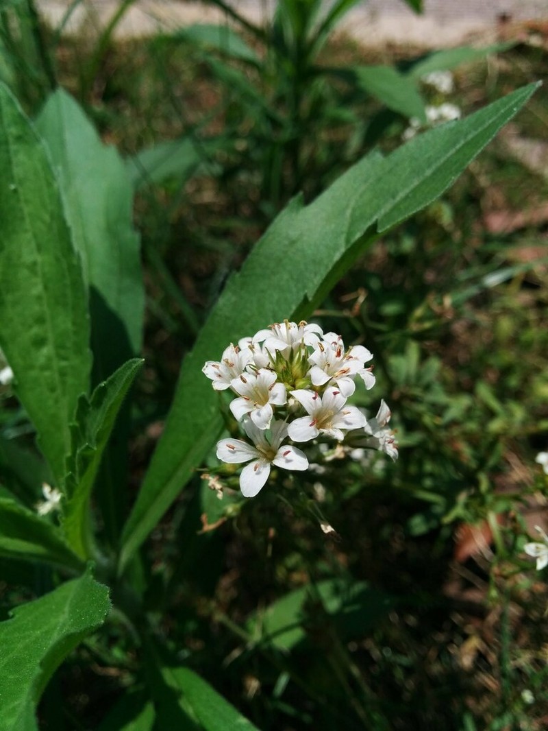 Lysimachia candida photo 7